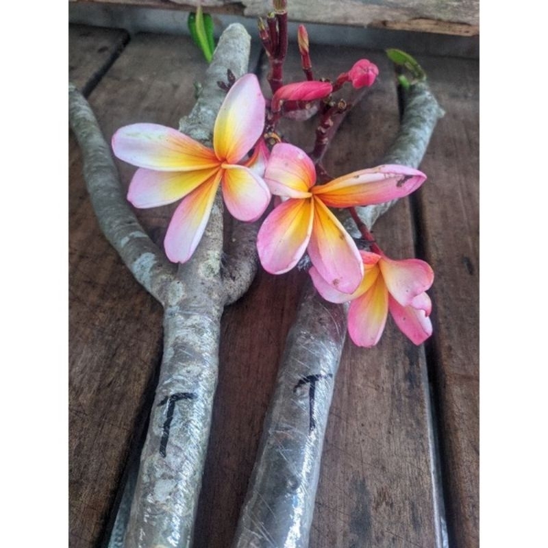 Bibit stek plumeria alba- bunga Kamboja 3 warna