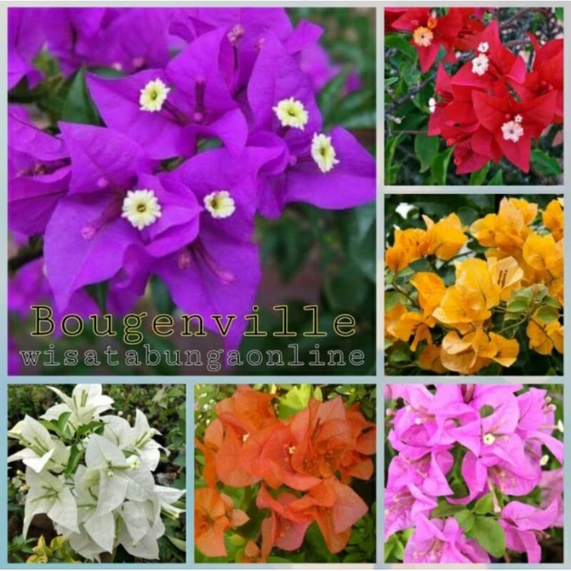 (BISA COD) PROMO Bibit Tanaman Hias Bugenville Bunga Kembang Kertas Bibit Tanaman Bougenville Kemban