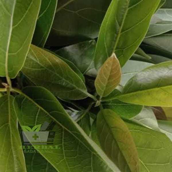 

Daun Alpukat Segar 300 gram Persea Americana fresh
