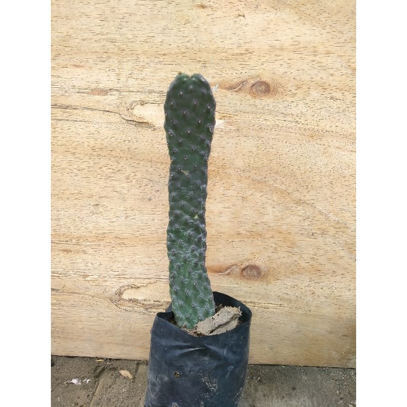 kaktus opuntia consolea tunggal 20-25 cm