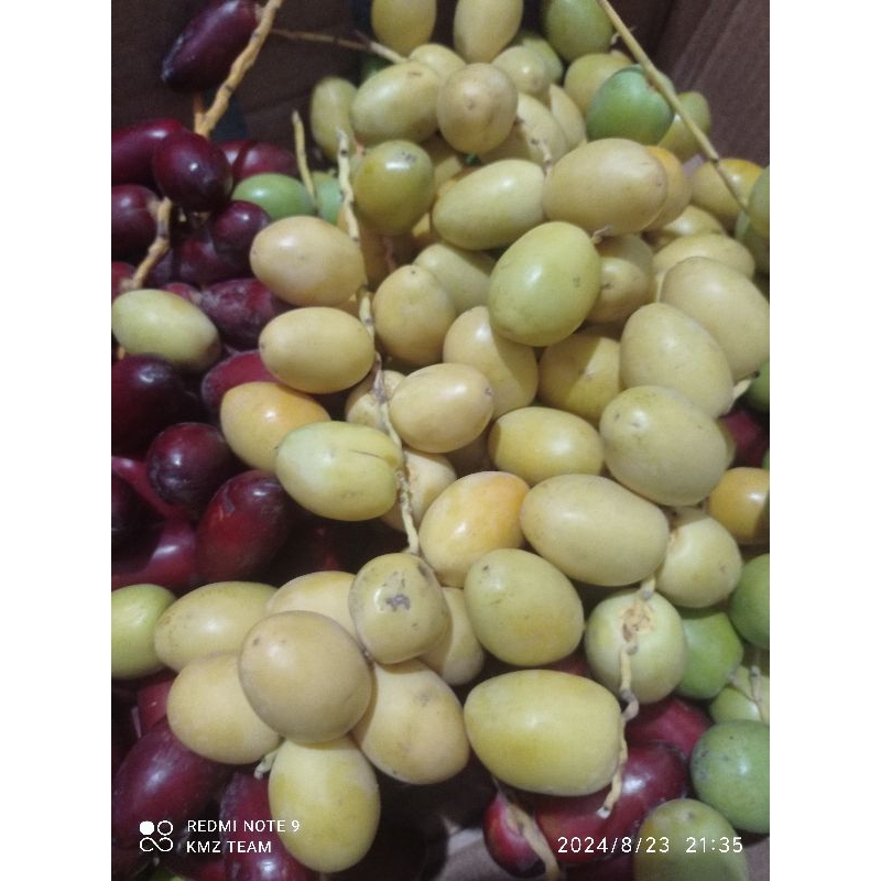 

Kurma Muda Fresh 1kg Free Zuriat Bukan Frozen Baik Untuk Promil Program Hamil