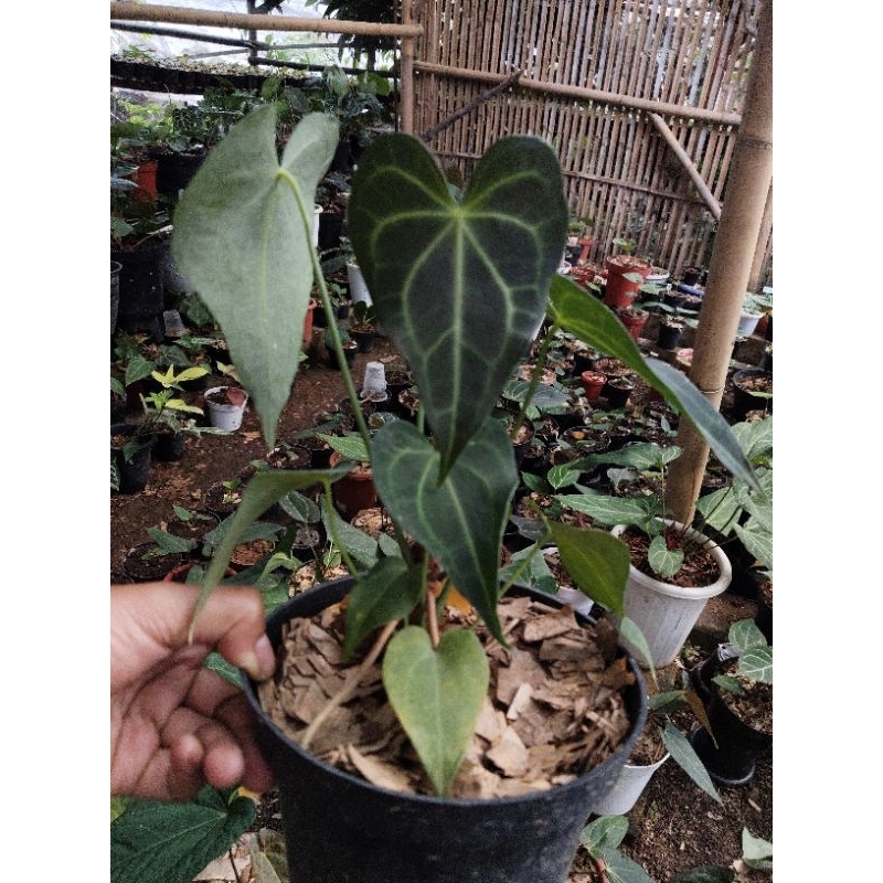 king clarinervium seed