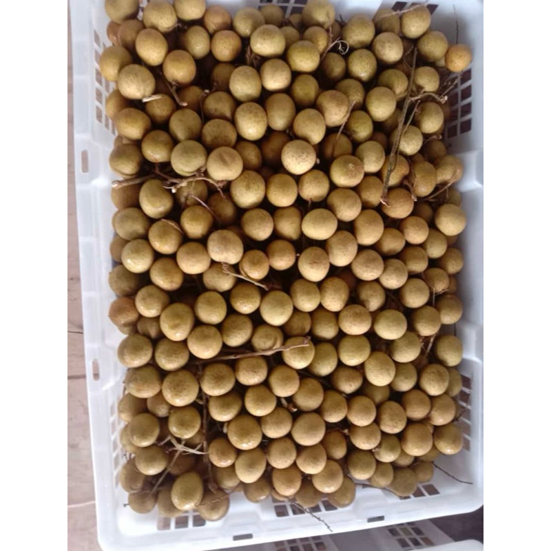 

Kelengkeng / Lengkeng / Fresh Longan
