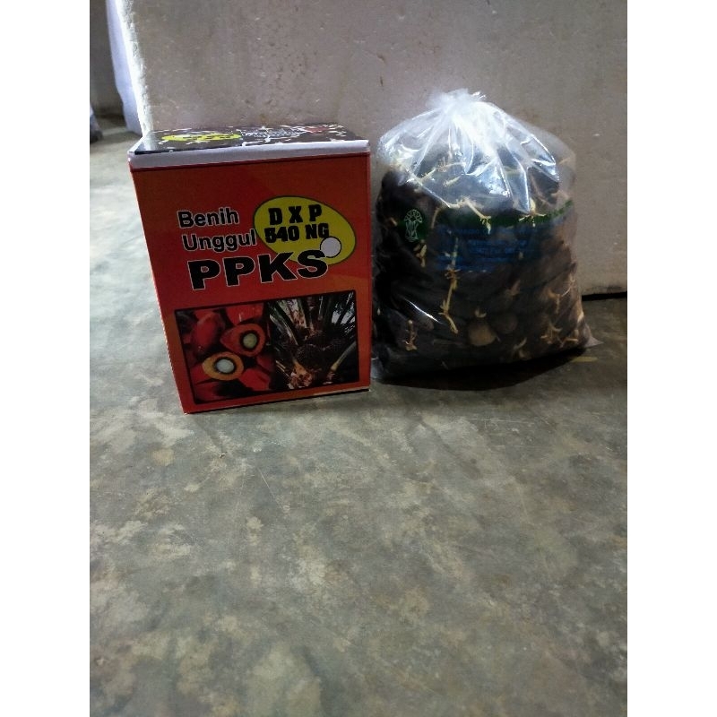 benih kecambah kelapa sawit PPKS 540 pelepah panjang