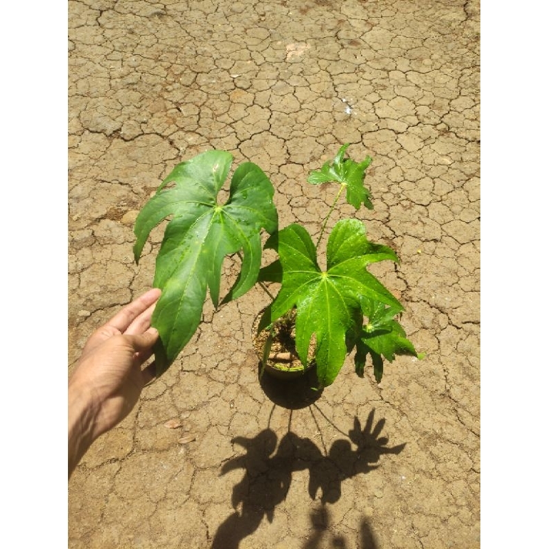 Anthurium Pedatoradiatum / Anthurium Jari bagus