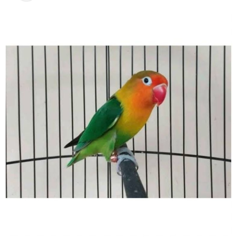 Burung Lovebird josan