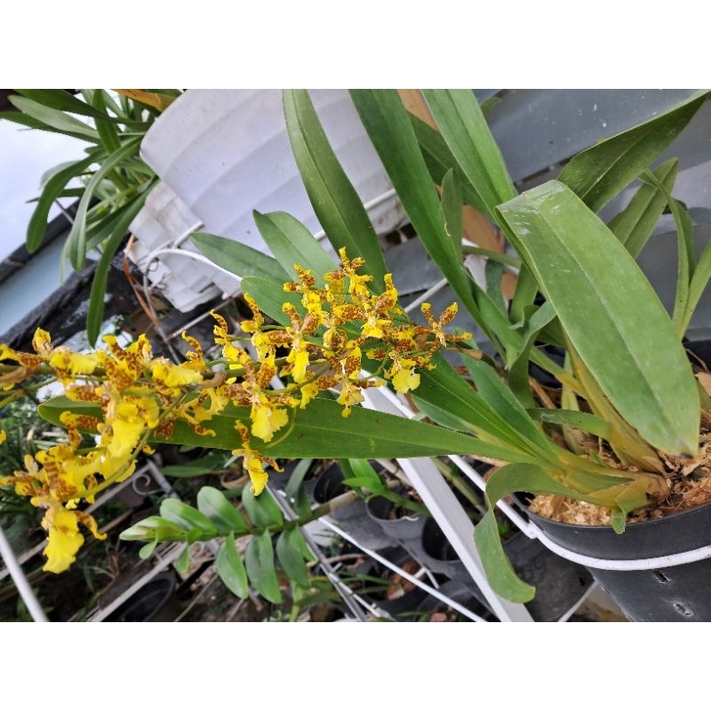 Anggrek Oncidium No ID (Bukan Golden Shower atau Americana)