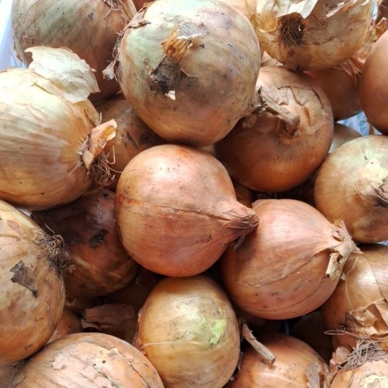 

bawang bombay jumbo 1pcs 200-250gr