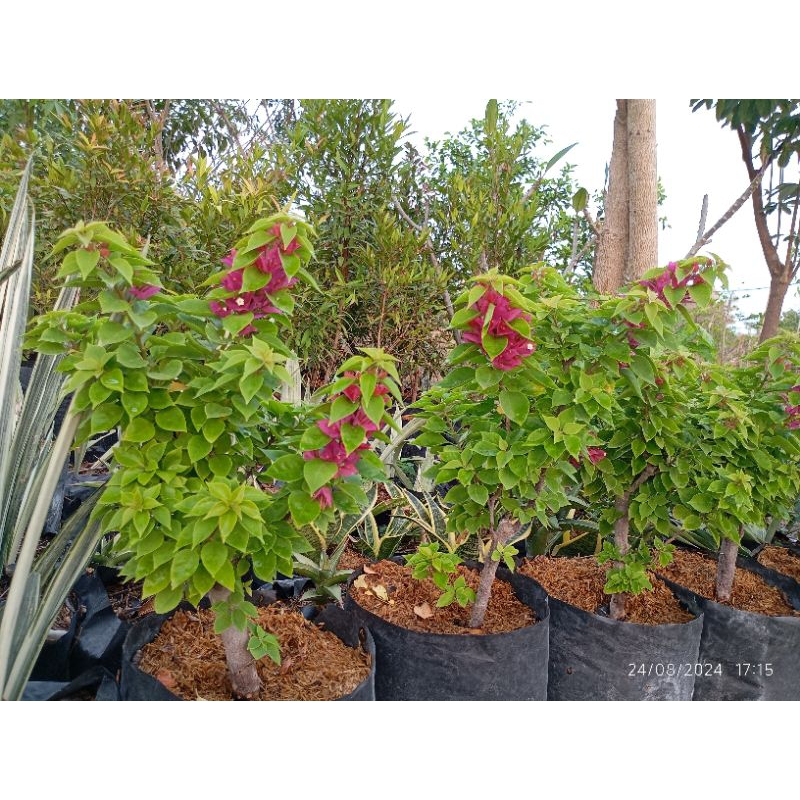 Bougenville singapore