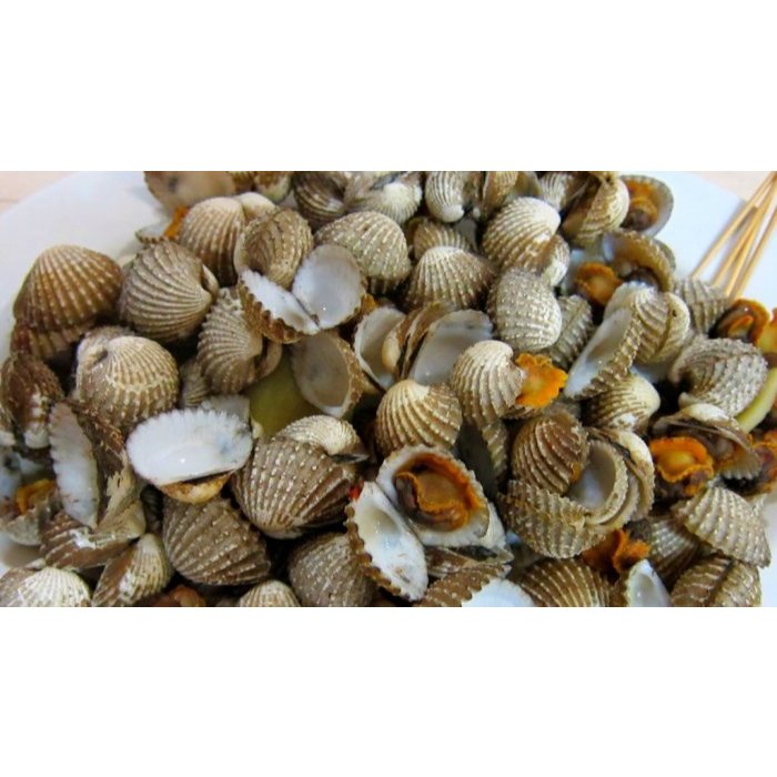 

KERANG DARA HIDUP SEGAR BANDUNG