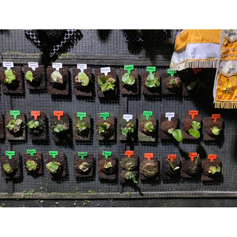 Paket Platycerium neptune & angolanse