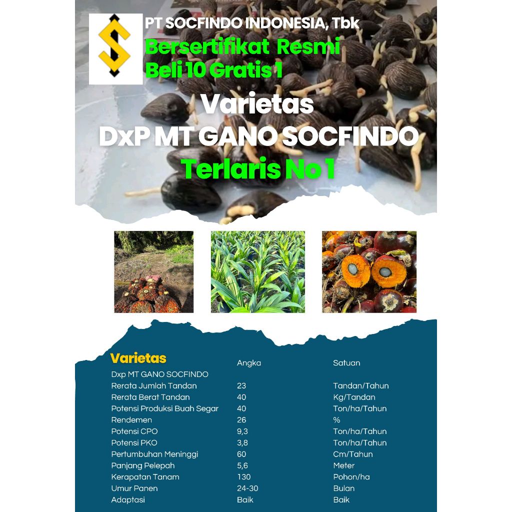Kecambah Kelapa Sawit Unggul Bersertifikat - Varietas DxP Socfindo Resmi/Isi 280 Harga Grosir