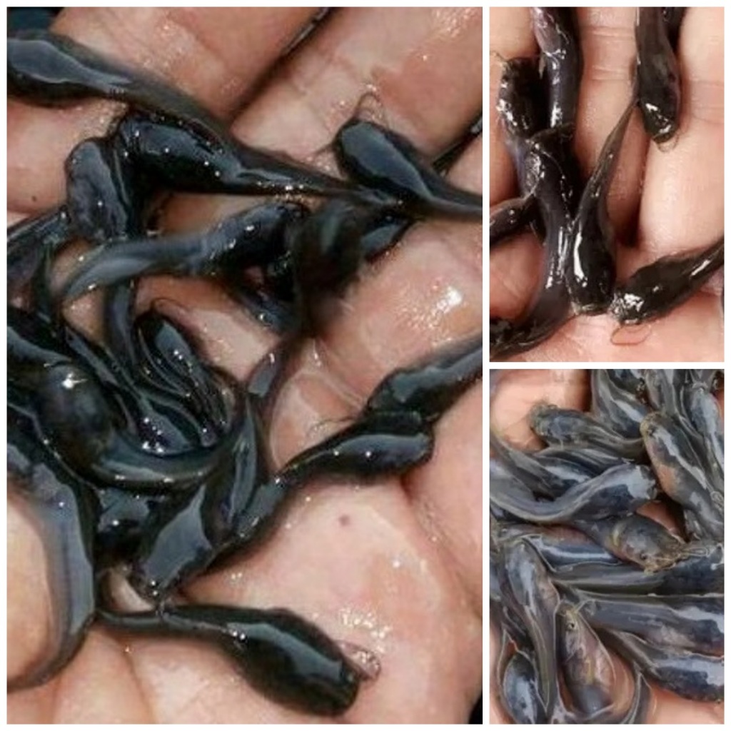 Paket Hemat Bibit Lele dumbo ukuran 2-3cm bonus Pakan isi 75