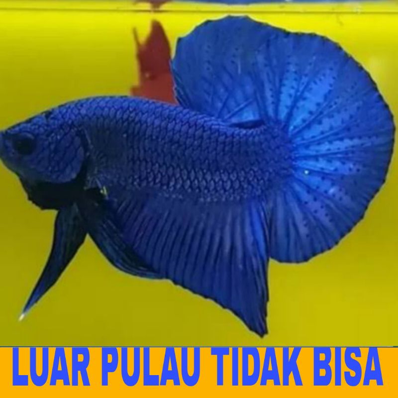 IKAN CUPANG PLAKAT DRAGON isi 8  BERGARANSI
