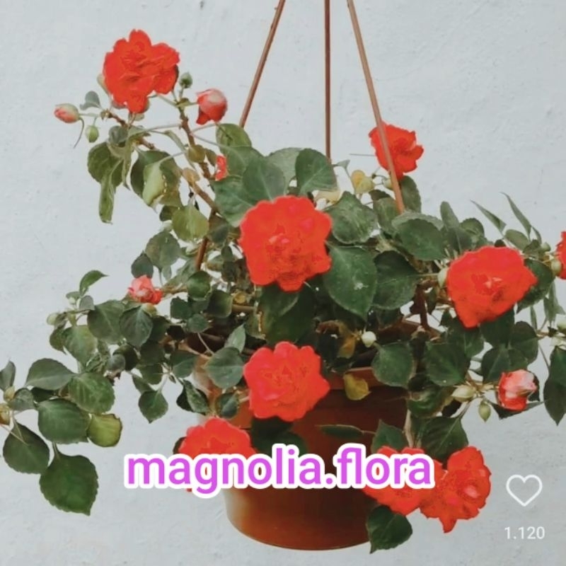 Impatiens walleriana / pacar air tumpuk bunga orange / bibit tqnaman hias bunga gantung