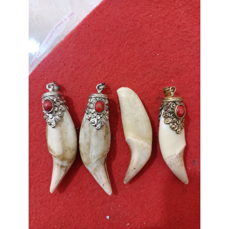 original kalung tarber