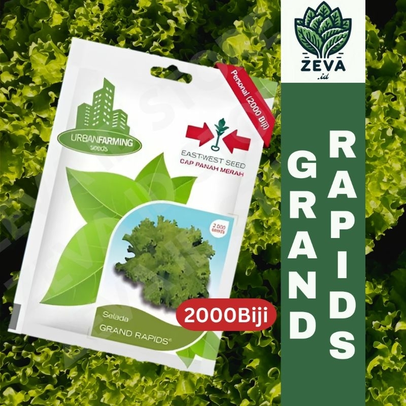 Benih Panah Merah - Selada Grand Rapids