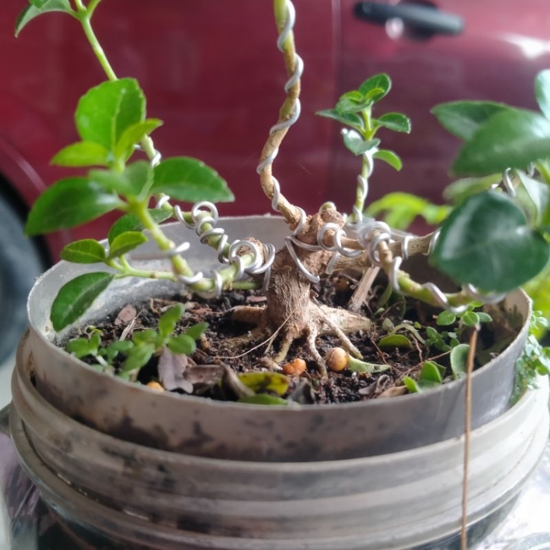 POHON BONSAI SANCANG SHITO PROGRAMAN