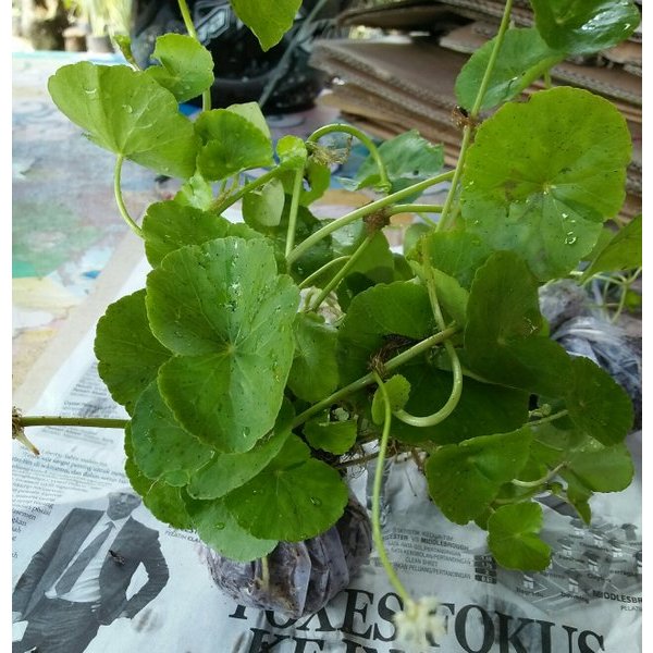 Tanaman pegagan / pegagan / tanaman air