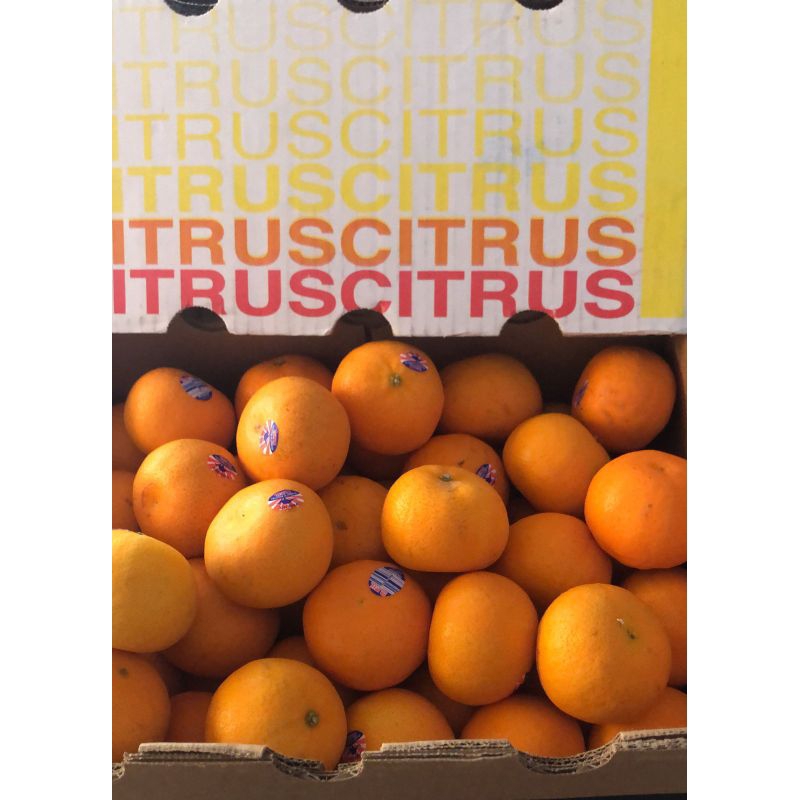 

Jeruk Honey Murcot Mandarin Size 56 /kg