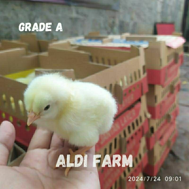 ANAK AYAM PEJANTAN - DOC ANAK AYAM PEJANTAN - BIBIT AYAM PEJANTAN