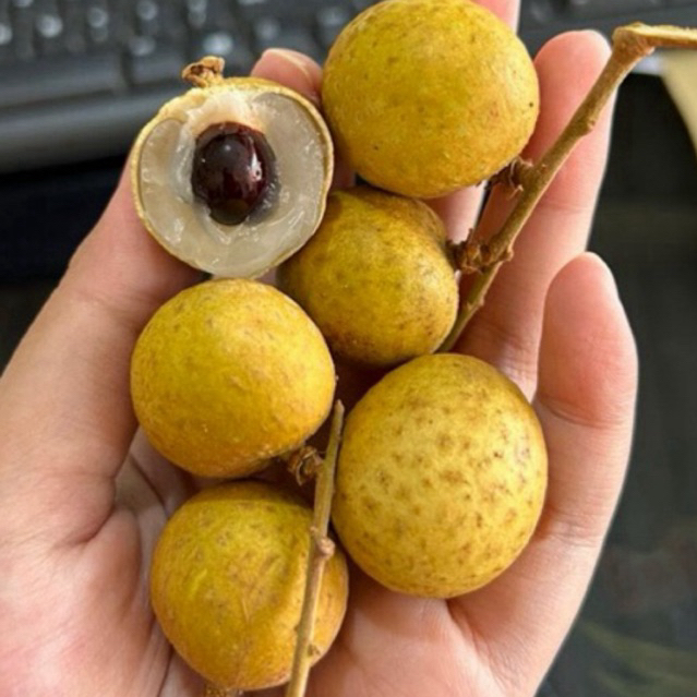 

Lengkeng Mas / Lengkeng Gold Thai