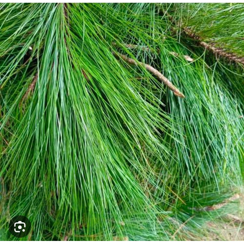 

Daun Pinus Segar 1 Kg Premium Obat Herbal Tradisional Termurah