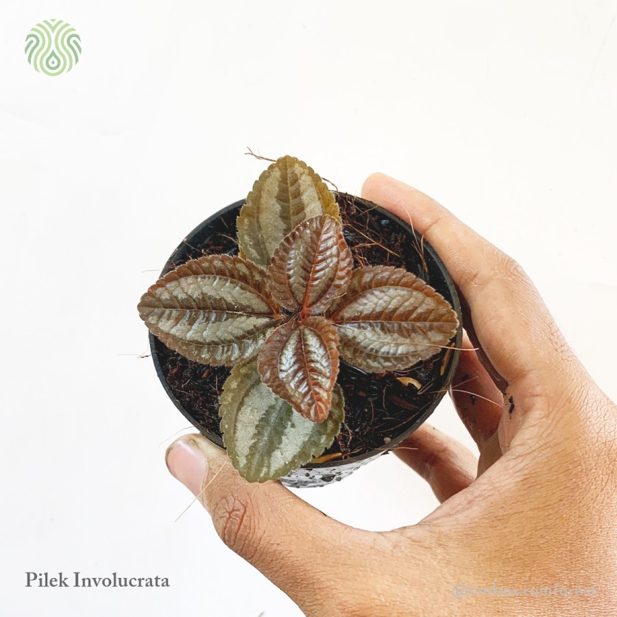 Pilea involucrata 'Norfolk' - Tanaman Terrarium / paludarium / mini