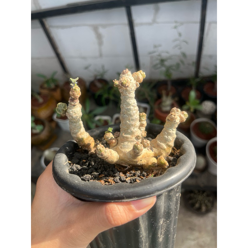 Kaktus Miha/ Sukulen / Tanaman kaktus / pot kaktus / kaktus ownroot / kaktus potelan / hampers kaktu