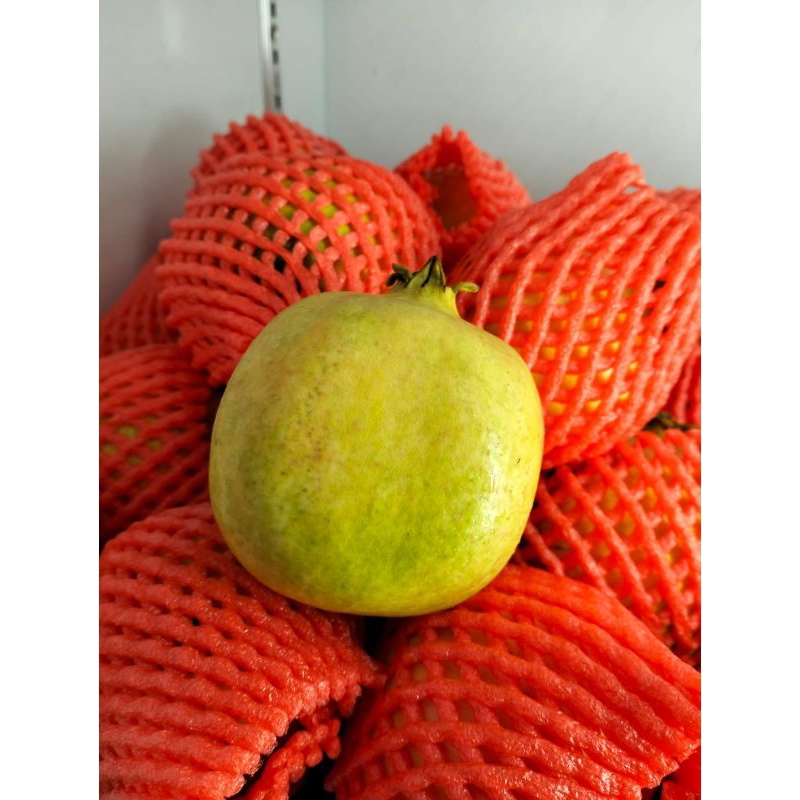 

DELIMA CHINA - SUKABUAH