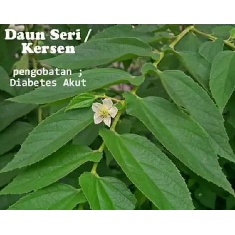 

Daun kersen,ceri,talok segar