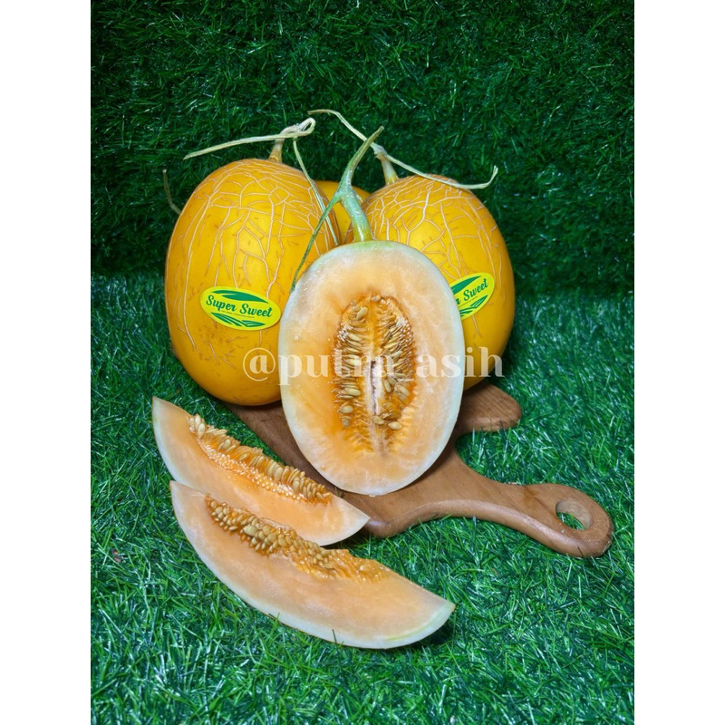 

Melon Hydroponic Elysia 1 Buah