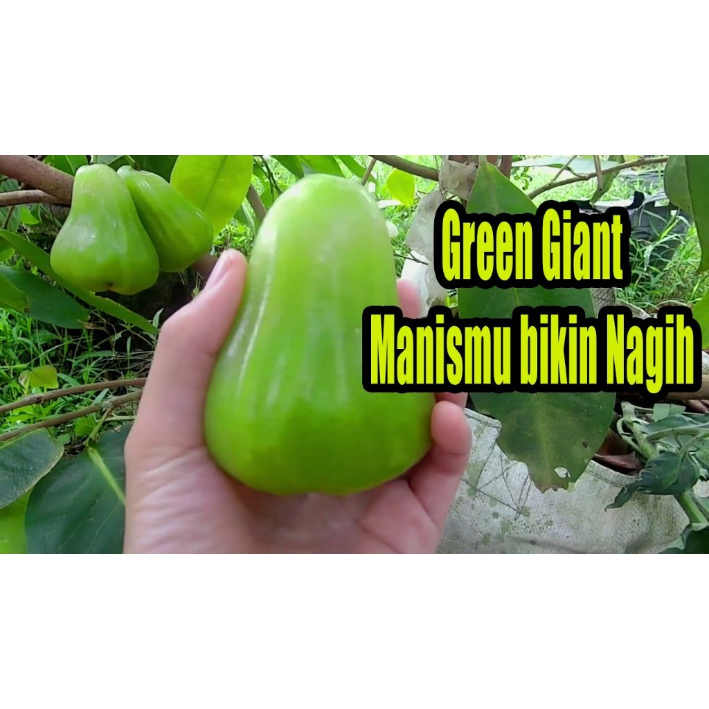 BIBIT JAMBU AIR GREEN GIANT