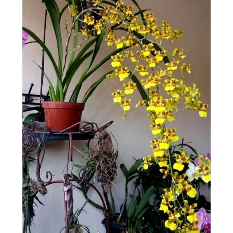 Anggrek oncidium americana