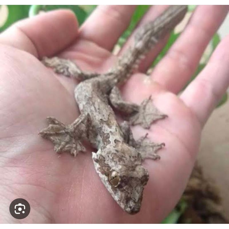 Cicak Terbang Fliying Tokek Jinak Lucu Mainan Anak Termurah