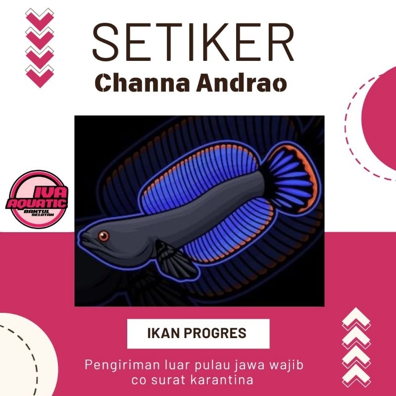 

Setiker Channa Andrao Progres Singgel Tank