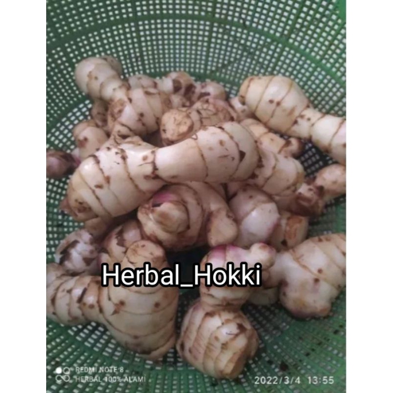 

promo umbi ganyong merah segar 1kg organik