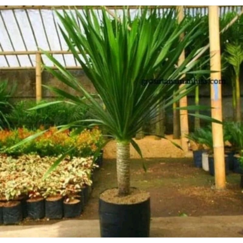 Pandan Bali 1meter /80cm