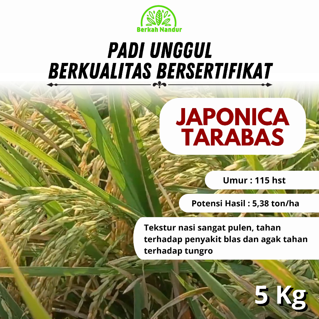 Benih Padi Japonica Tarabas 5 kg Benih Padi Jepang Japonica Koshikari