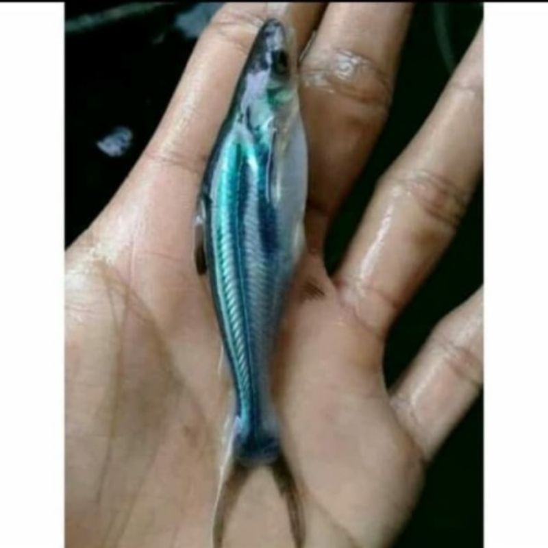 Bibit ikan patin 7-8cm