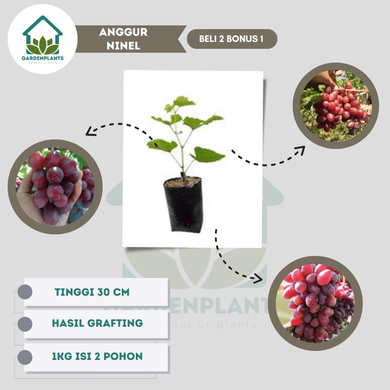 Bibit Anggur Ninel - Anggur Impor Ninel