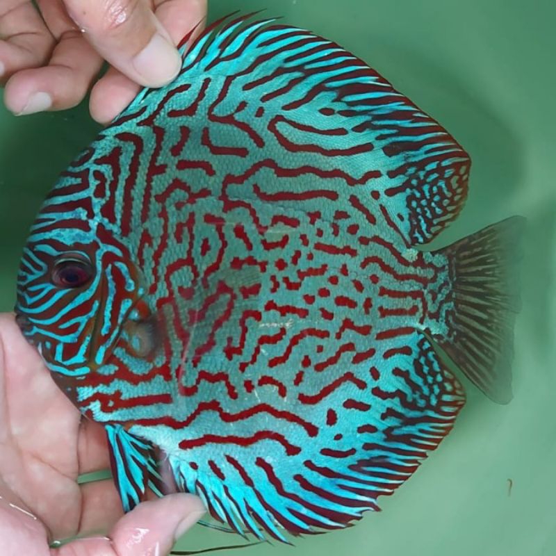 Styrofoam Discus Mozaik Grade Full HB