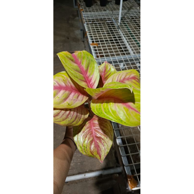 Tanaman hias aglonema andini dewasa tanaman hidup