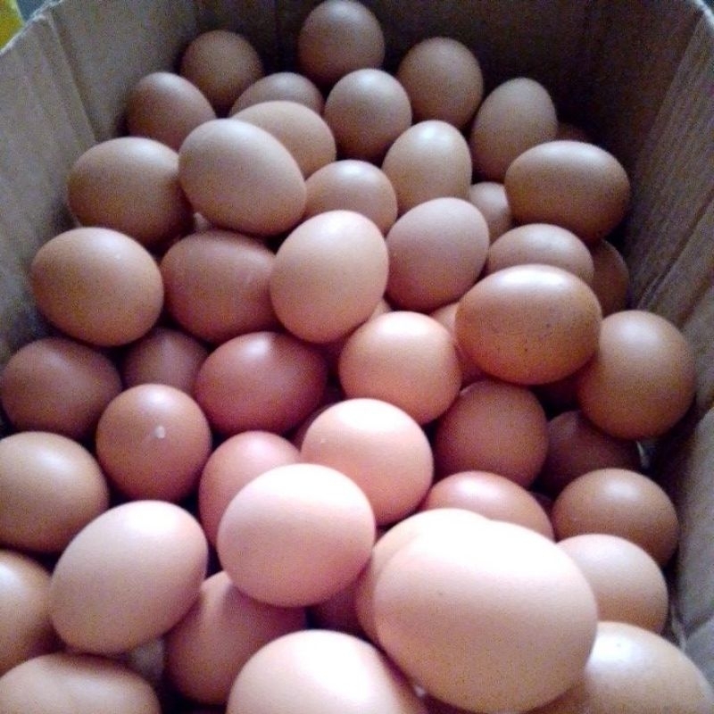 

telur ayam