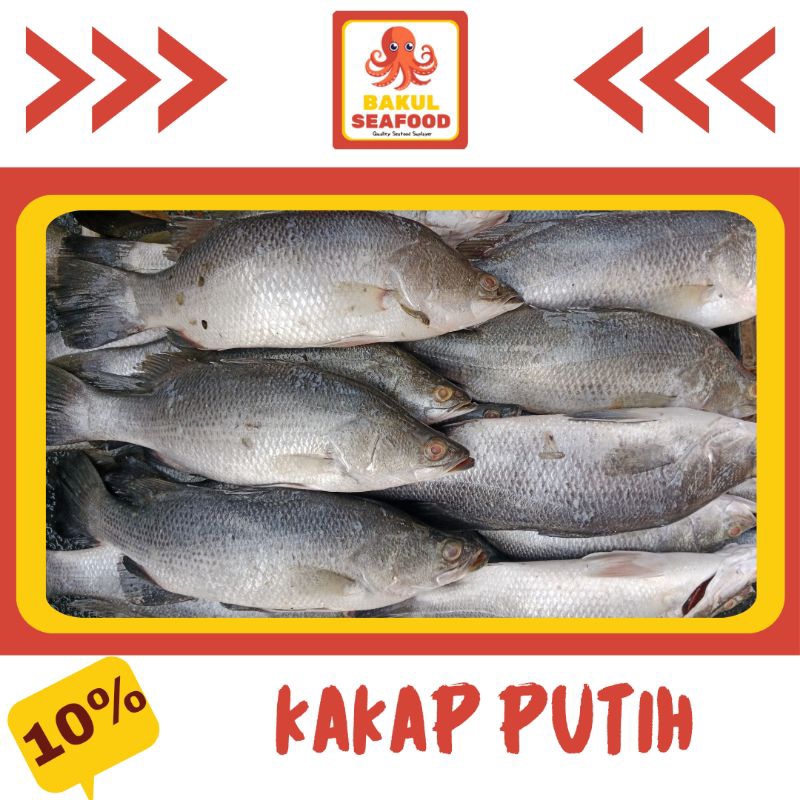 

KAKAP PUTIH 500GR -1000GR
