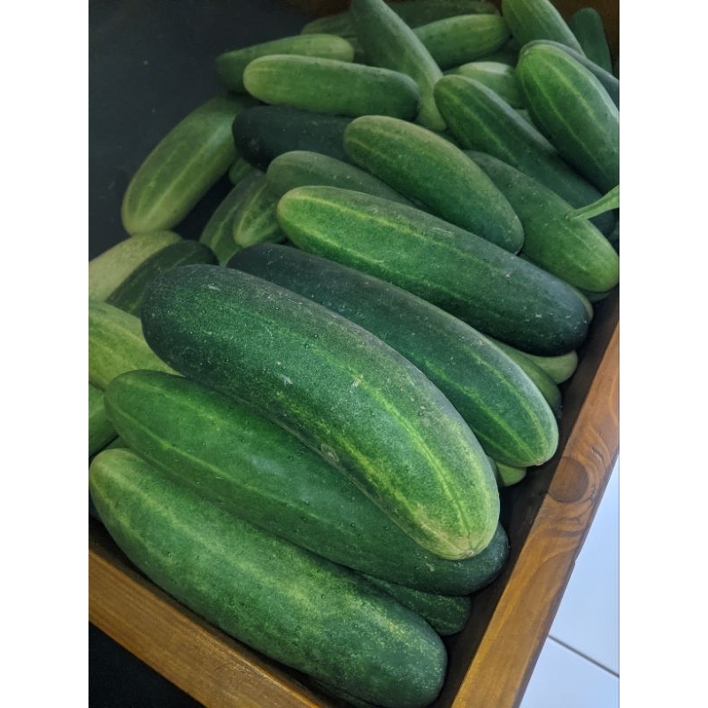 

Ketimun 500 grm/ 1000 grm