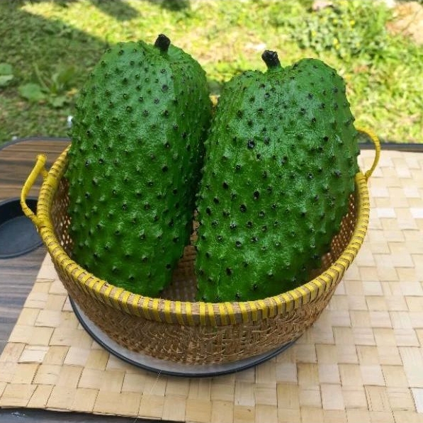 

Replika Buah Sirsak/ Replika buah-buahan/ Replika sayuran