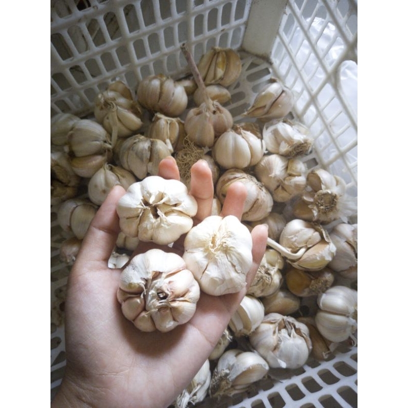 

BAWANG PUTIH 500 GRAM/1 KG
