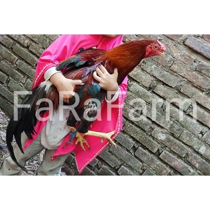 

Ayam Kampung Pejantan