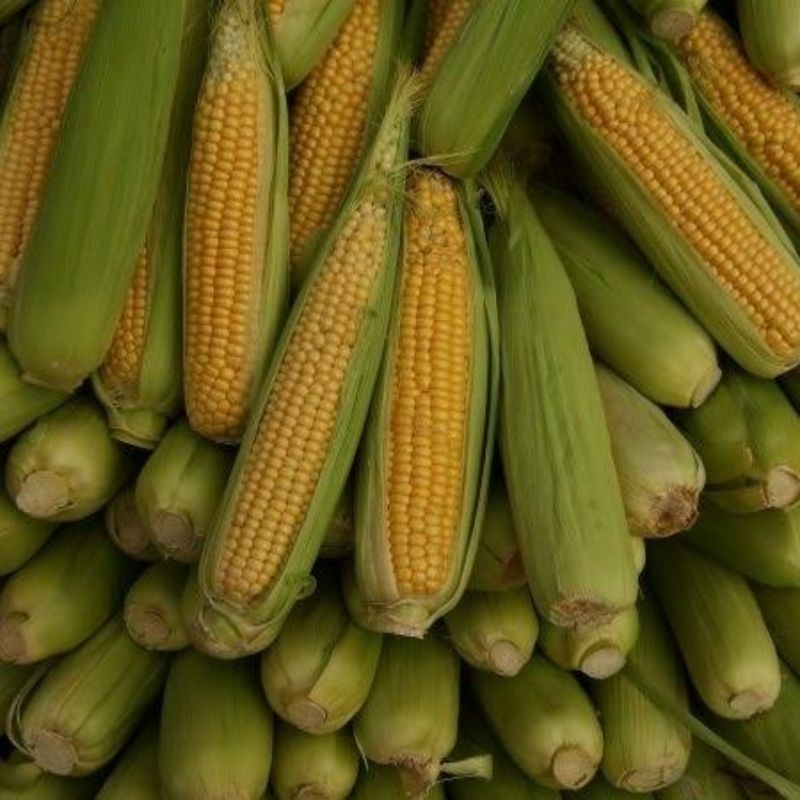 

jagung per buah